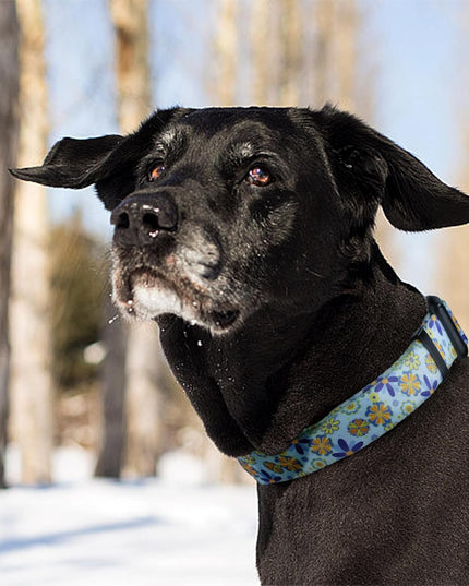 Adjustable Soft Dog Collar: Print Flower Pink Multicolor Cute Patterns for XS Small Medium Large Pet Girl Boy Puppy Walking Running Training