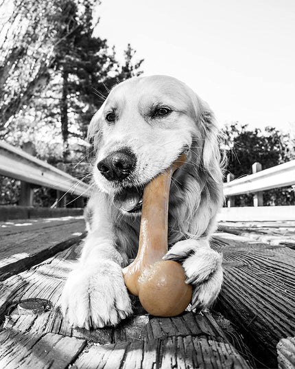 Dinosaur Barkbone - Nylon Dog Bone for Aggressive Chewers - Bacon Flavor - 8.5"