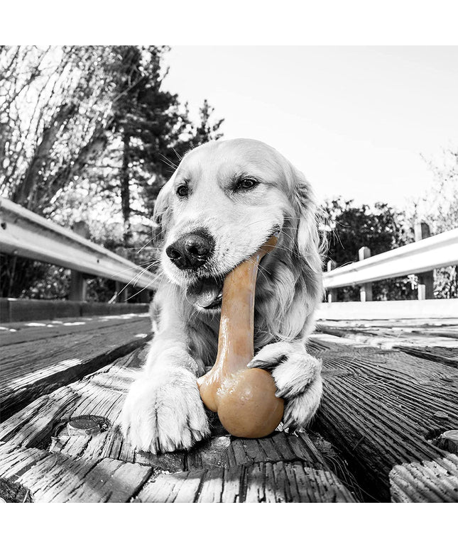 Dinosaur Barkbone - Nylon Dog Bone for Aggressive Chewers - Bacon Flavor - 8.5"