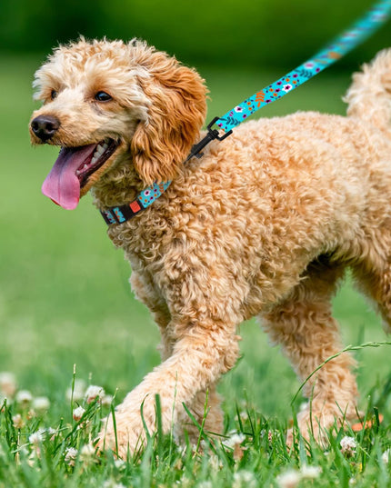 Floral Dog Collar Nylon Pattern Flower Print Adjustable Pet Collars for Dogs Small Medium Large Puppy (Neck Fit 10"-13", Aquamarine)